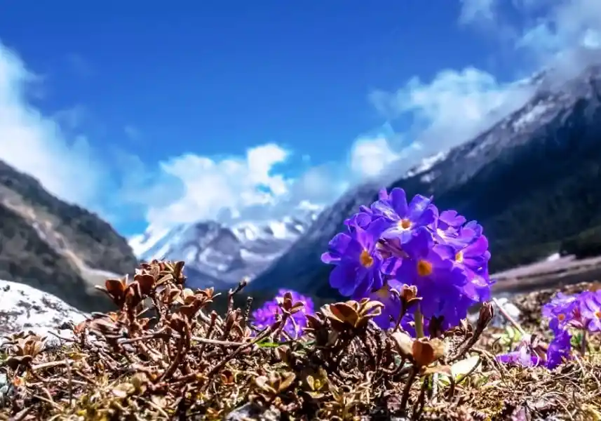 Yumthung Gurudongmar Tour from Kolkata